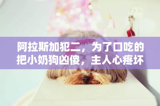 阿拉斯加犯二，為了口吃的把小奶狗兇傻，主人心疼壞了