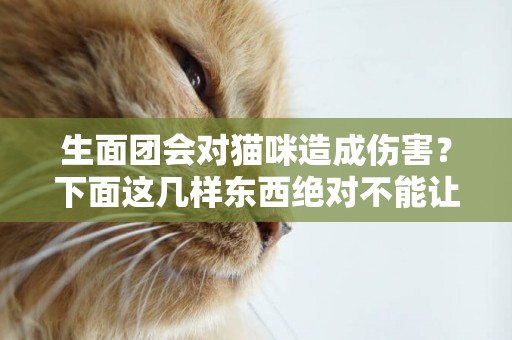 生面團會對貓咪造成傷害？下面這幾樣東西絕對不能讓它們碰到