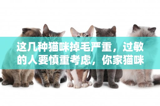 這幾種貓咪掉毛嚴重，過敏的人要慎重考慮，你家貓咪有沒有上榜？