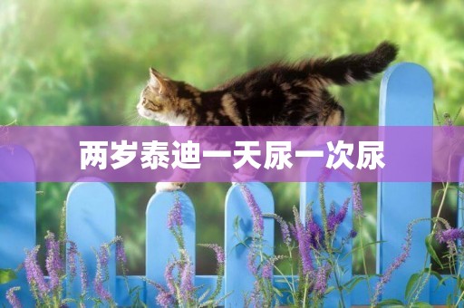 兩歲泰迪一天尿一次尿