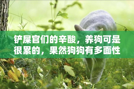 鏟屎官們的辛酸，養狗可是很累的，果然狗狗有多面性