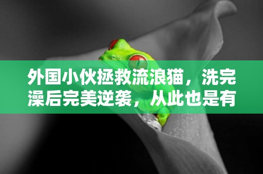 外國小伙拯救流浪貓，洗完澡后完美逆襲，從此也是有家的小貓了