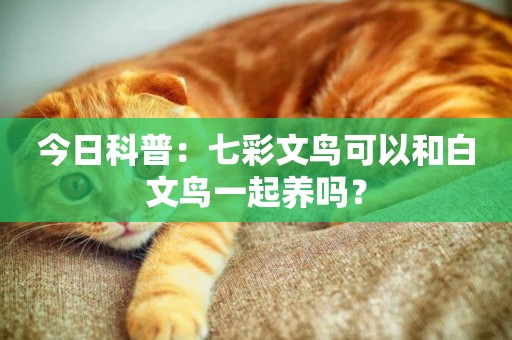 今日科普：七彩文鳥可以和白文鳥一起養嗎？