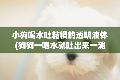 小狗喝水吐粘稠的透明液體(狗狗一喝水就吐出來一灘透明液體)