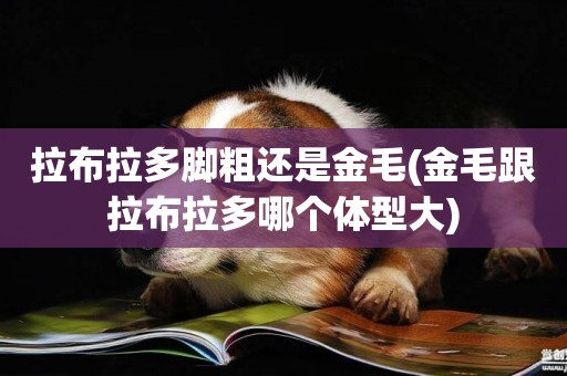 拉布拉多腳粗還是金毛(金毛跟拉布拉多哪個體型大)