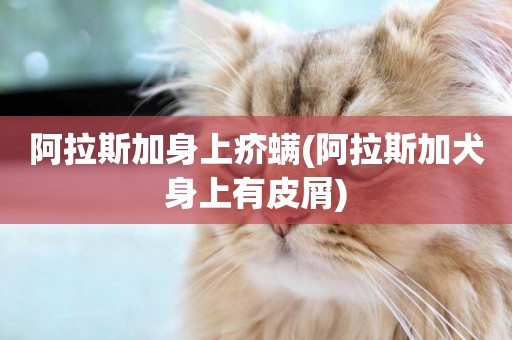 阿拉斯加身上疥螨(阿拉斯加犬身上有皮屑)