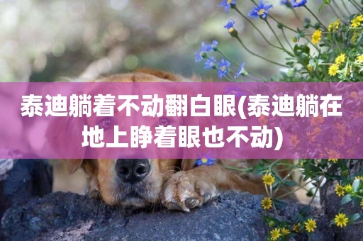 泰迪躺著不動翻白眼(泰迪躺在地上睜著眼也不動)