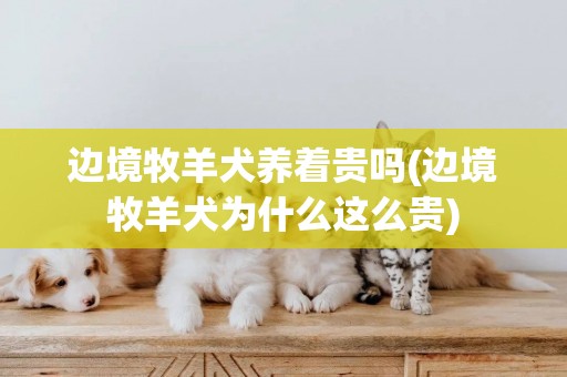 邊境牧羊犬養著貴嗎(邊境牧羊犬為什么這么貴)