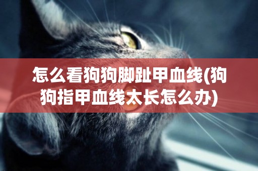 怎么看狗狗腳趾甲血線(狗狗指甲血線太長怎么辦)