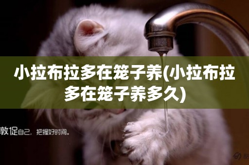 小拉布拉多在籠子養(小拉布拉多在籠子養多久)