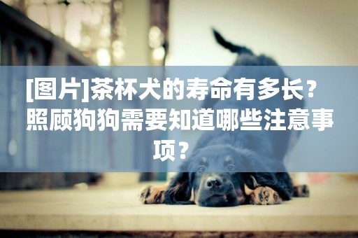 [圖片]茶杯犬的壽命有多長？ 照顧狗狗需要知道哪些注意事項？ 