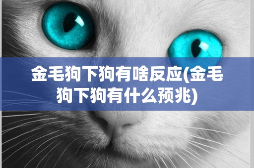 金毛狗下狗有啥反應(金毛狗下狗有什么預兆)