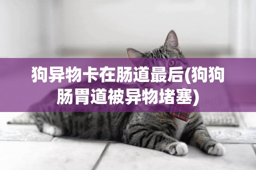狗異物卡在腸道最后(狗狗腸胃道被異物堵塞)