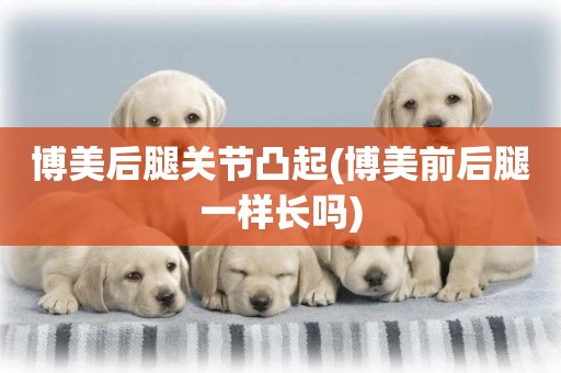 博美后腿關節凸起(博美前后腿一樣長嗎)