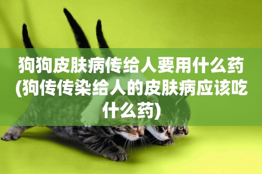 狗狗皮膚病傳給人要用什么藥(狗傳傳染給人的皮膚病應該吃什么藥)