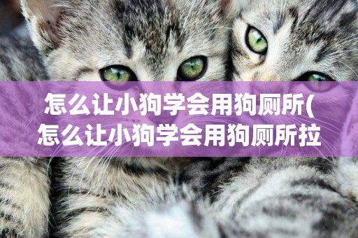 怎么讓小狗學會用狗廁所(怎么讓小狗學會用狗廁所拉屎)