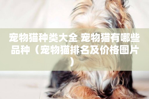 寵物貓種類大全 寵物貓有哪些品種（寵物貓排名及價格圖片） 