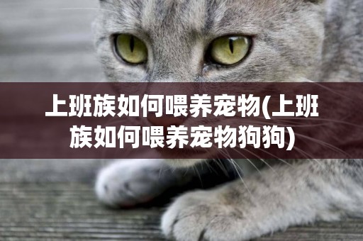 上班族如何喂養寵物(上班族如何喂養寵物狗狗)