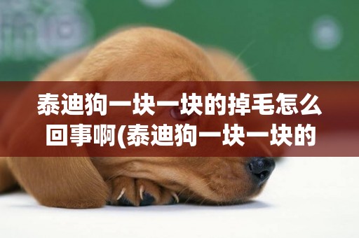 泰迪狗一塊一塊的掉毛怎么回事啊(泰迪狗一塊一塊的掉毛怎么回事啊怎么辦)