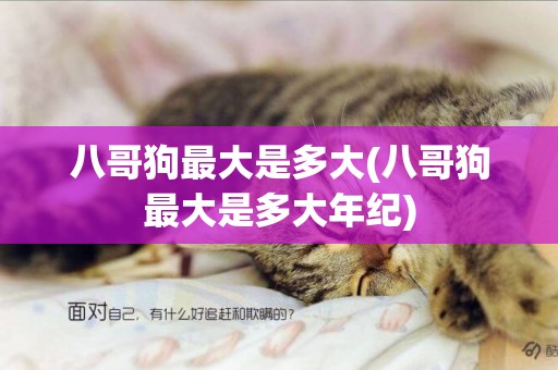 八哥狗最大是多大(八哥狗最大是多大年紀)