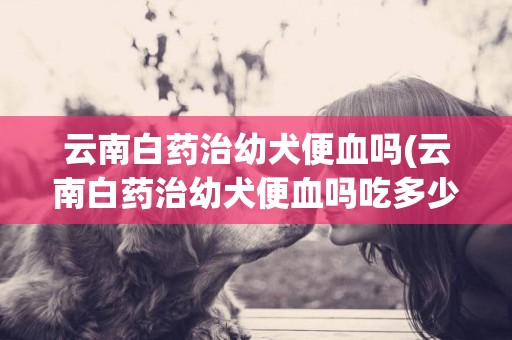 云南白藥治幼犬便血嗎(云南白藥治幼犬便血嗎吃多少)