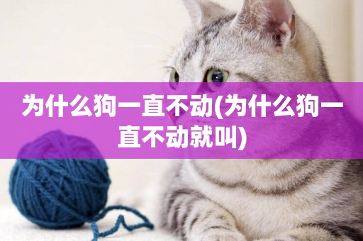 為什么狗一直不動(為什么狗一直不動就叫)