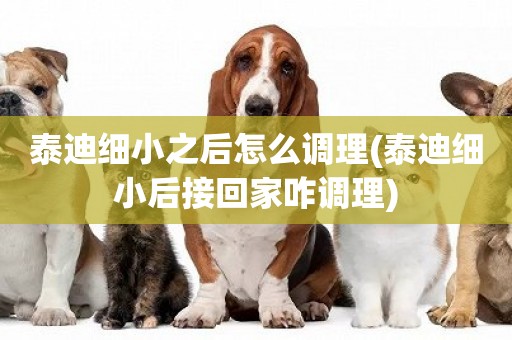 泰迪細小之后怎么調理(泰迪細小后接回家咋調理)