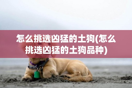 怎么挑選兇猛的土狗(怎么挑選兇猛的土狗品種)