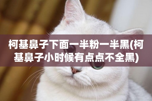 柯基鼻子下面一半粉一半黑(柯基鼻子小時候有點點不全黑)