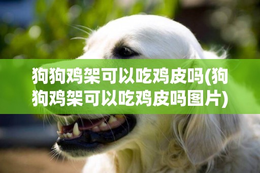 狗狗雞架可以吃雞皮嗎(狗狗雞架可以吃雞皮嗎圖片)