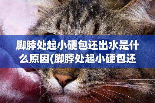 腳脖處起小硬包還出水是什么原因(腳脖處起小硬包還出水是什么原因引起的)
