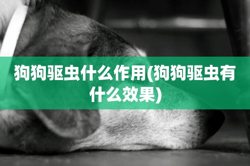 狗狗驅蟲什么作用(狗狗驅蟲有什么效果)