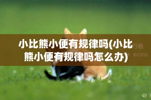 小比熊小便有規律嗎(小比熊小便有規律嗎怎么辦)