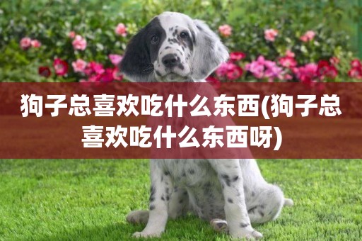 狗子總喜歡吃什么東西(狗子總喜歡吃什么東西呀)