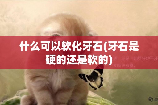 什么可以軟化牙石(牙石是硬的還是軟的)