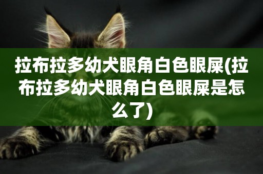 拉布拉多幼犬眼角白色眼屎(拉布拉多幼犬眼角白色眼屎是怎么了)