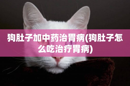 狗肚子加中藥治胃病(狗肚子怎么吃治療胃病)
