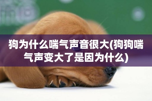 狗為什么喘氣聲音很大(狗狗喘氣聲變大了是因為什么)