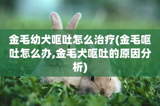 金毛幼犬嘔吐怎么治療(金毛嘔吐怎么辦,金毛犬嘔吐的原因分析)