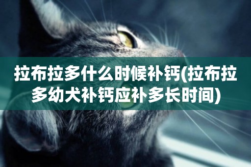 拉布拉多什么時候補鈣(拉布拉多幼犬補鈣應補多長時間)
