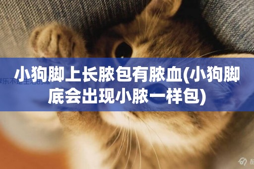 小狗腳上長膿包有膿血(小狗腳底會出現小膿一樣包)