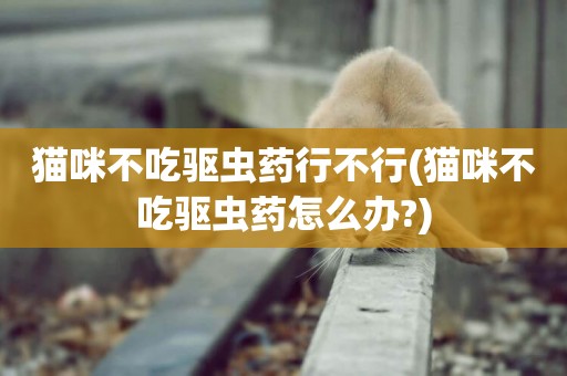 貓咪不吃驅蟲藥行不行(貓咪不吃驅蟲藥怎么辦?)