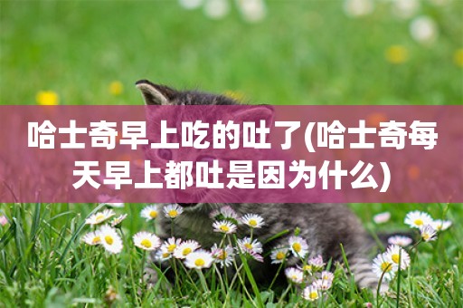 哈士奇早上吃的吐了(哈士奇每天早上都吐是因為什么)