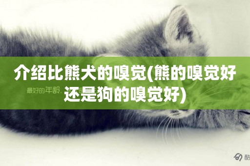 介紹比熊犬的嗅覺(熊的嗅覺好還是狗的嗅覺好)