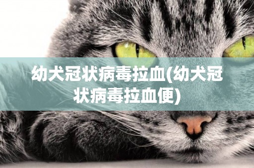 幼犬冠狀病毒拉血(幼犬冠狀病毒拉血便)