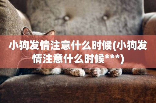 小狗發情注意什么時候(小狗發情注意什么時候***)