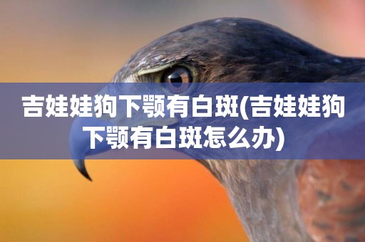 吉娃娃狗下顎有白斑(吉娃娃狗下顎有白斑怎么辦)
