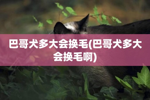 巴哥犬多大會換毛(巴哥犬多大會換毛啊)