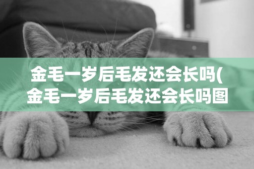 金毛一歲后毛發還會長嗎(金毛一歲后毛發還會長嗎圖片)