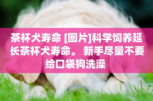 茶杯犬壽命 [圖片]科學飼養延長茶杯犬壽命。 新手盡量不要給口袋狗洗澡 